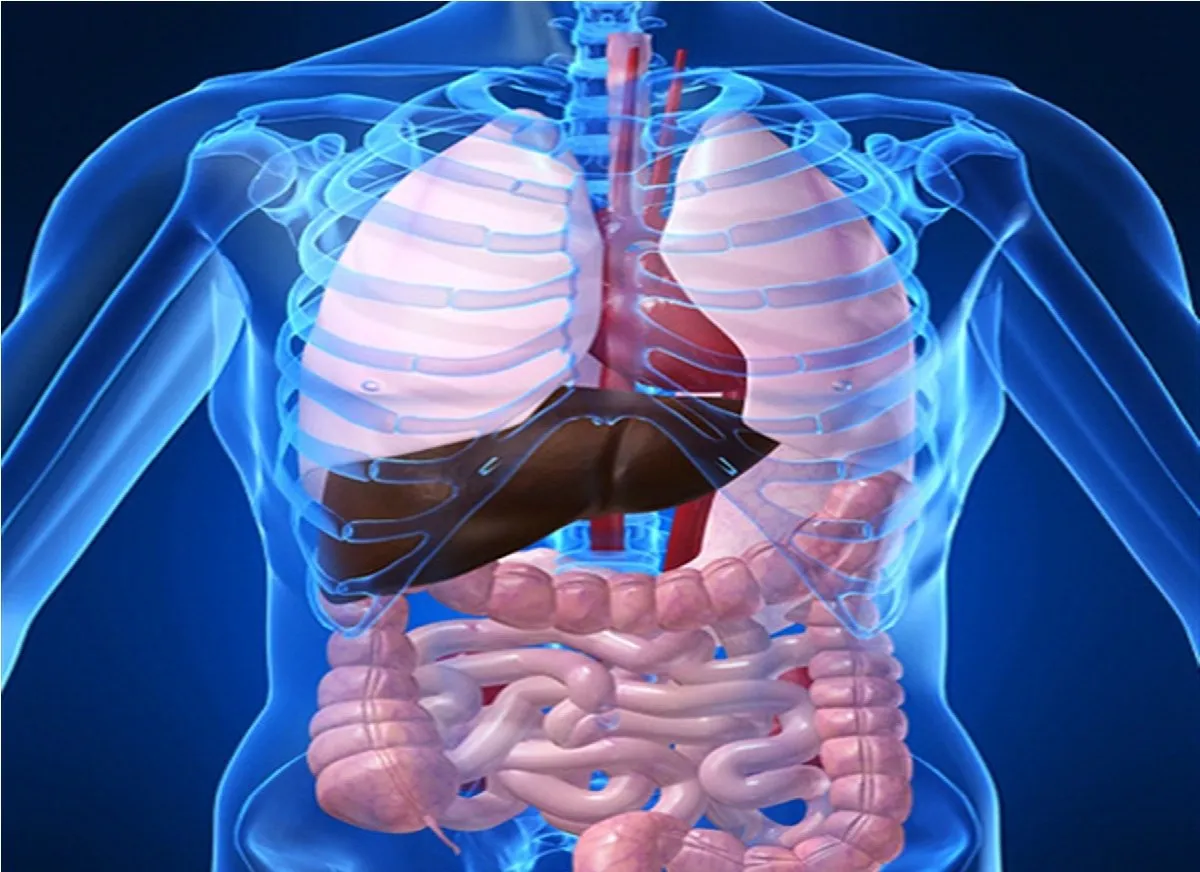 Digestive system