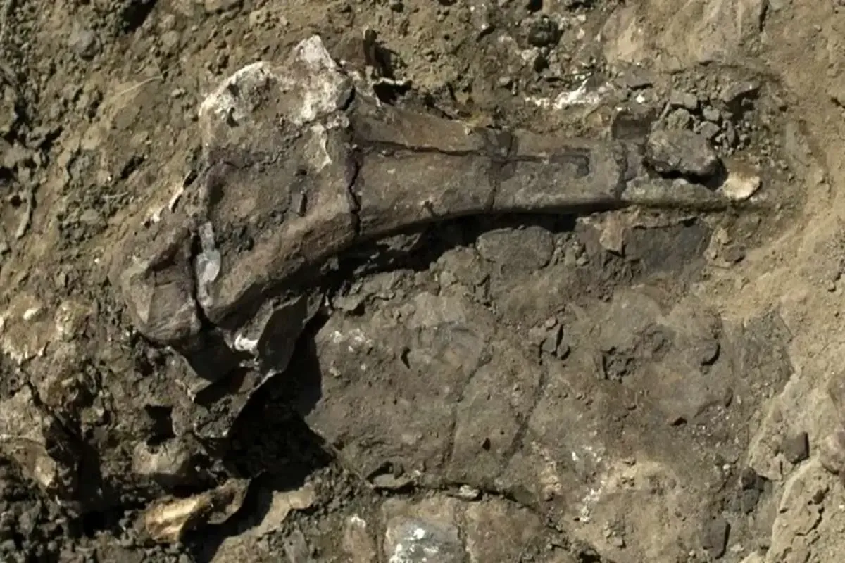 Dinosaur