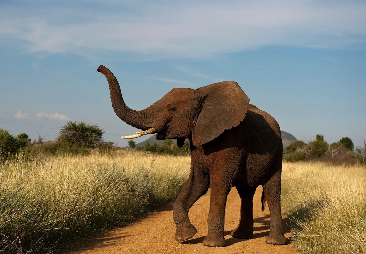 Elephant