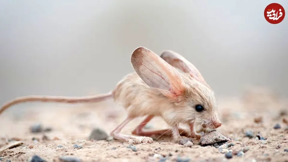 Euchoreutes naso