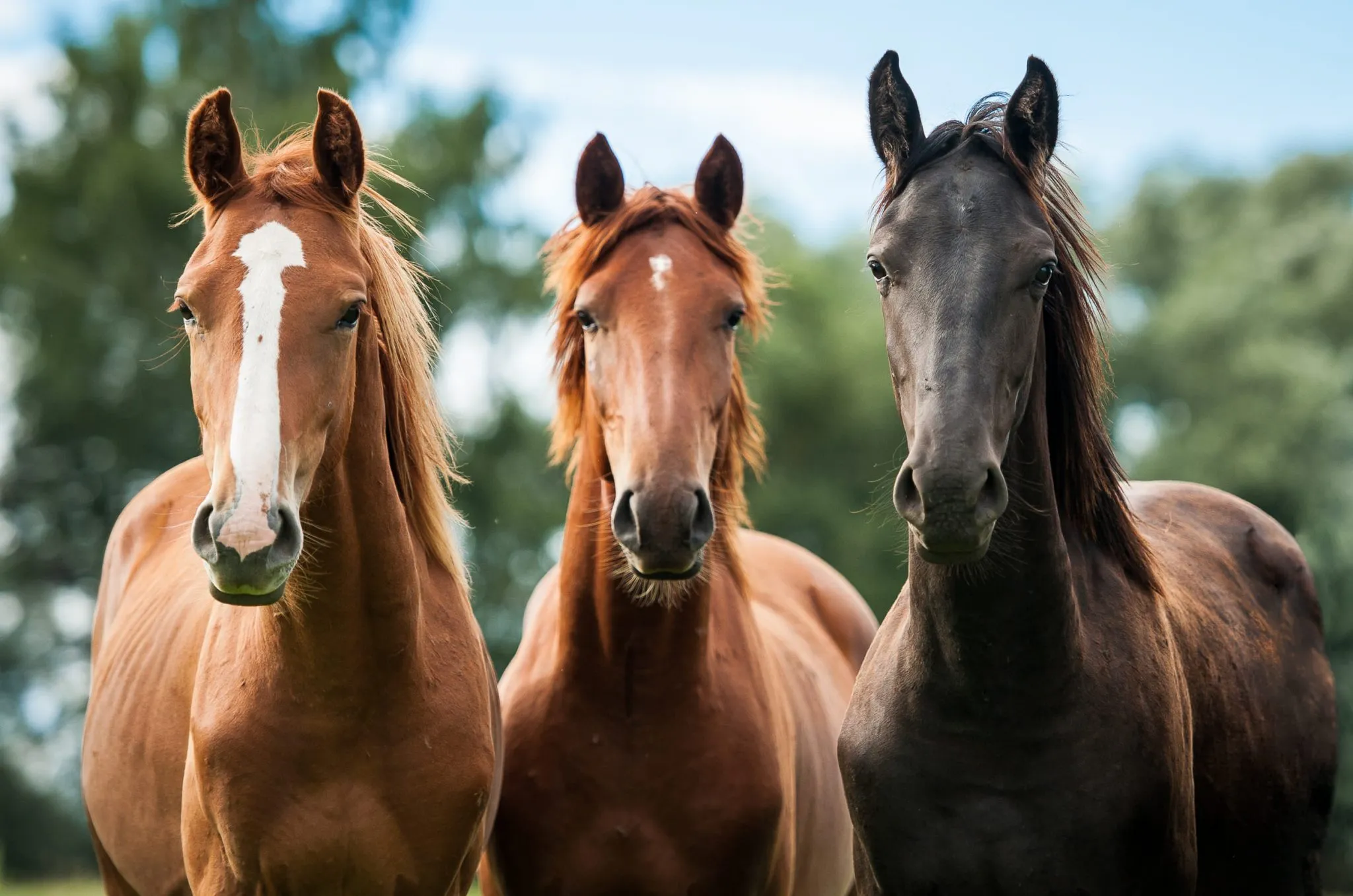 Horse