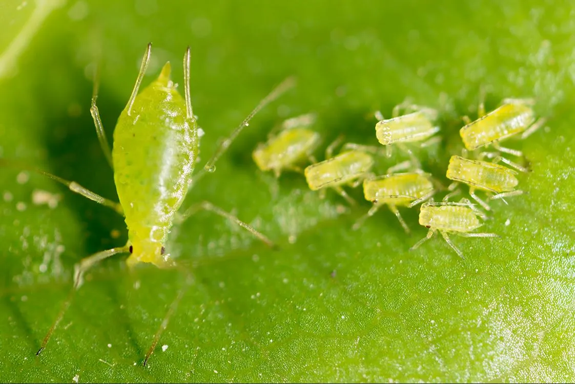 Houseplant aphids