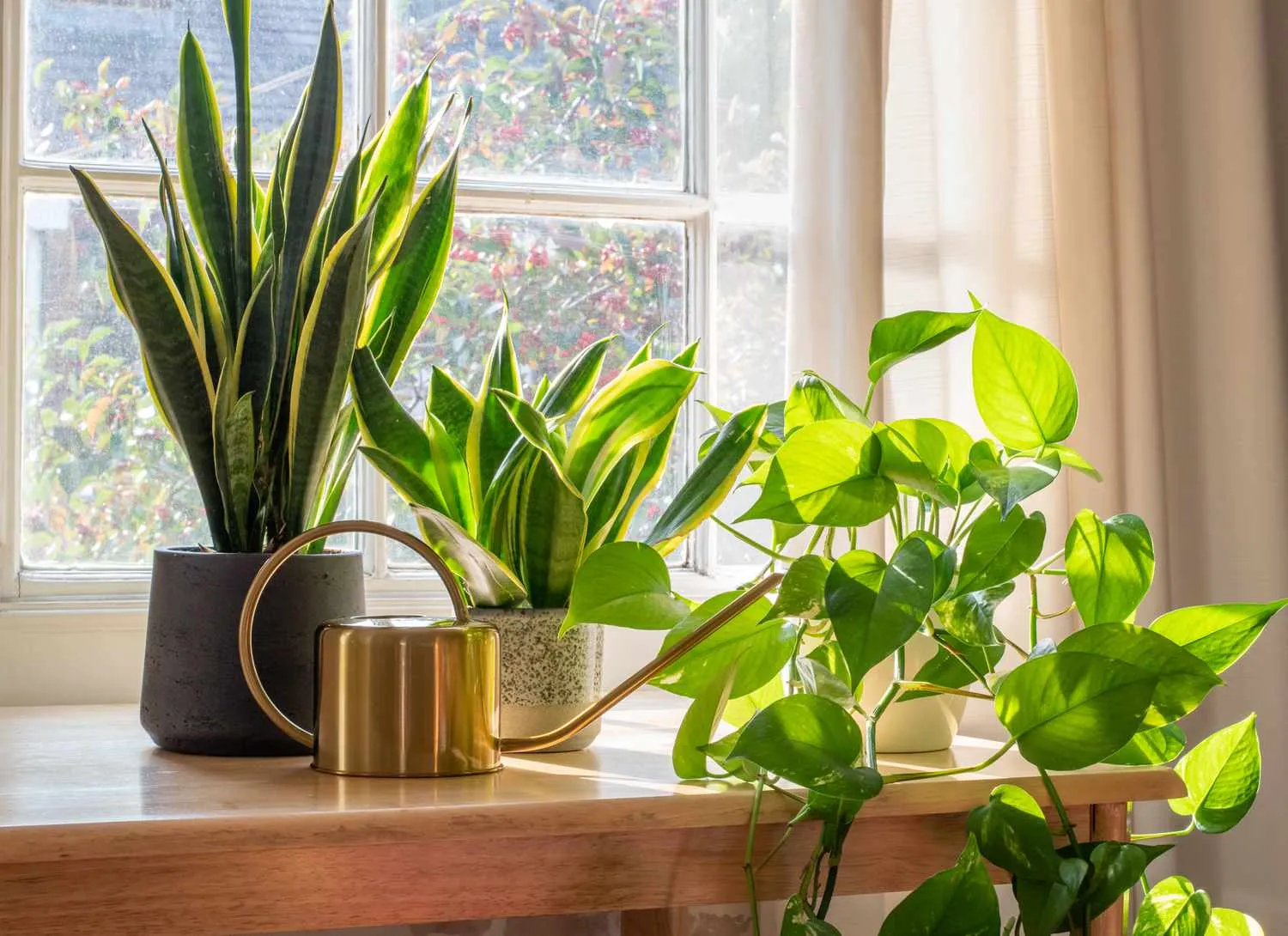 Houseplants