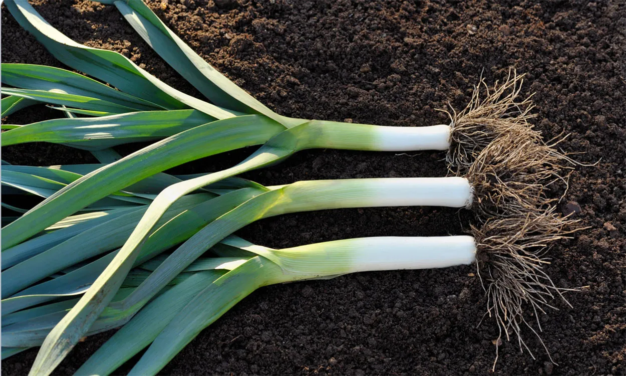 Leek