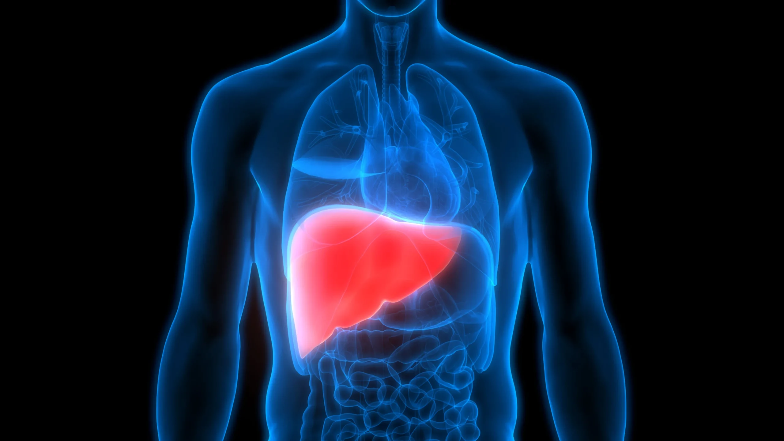 Liver scaled