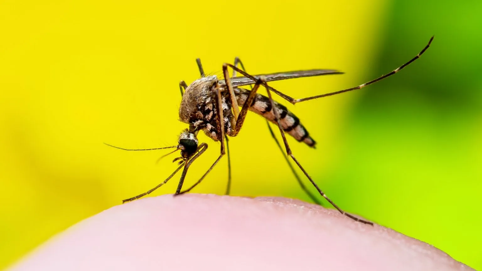 Mosquito 1