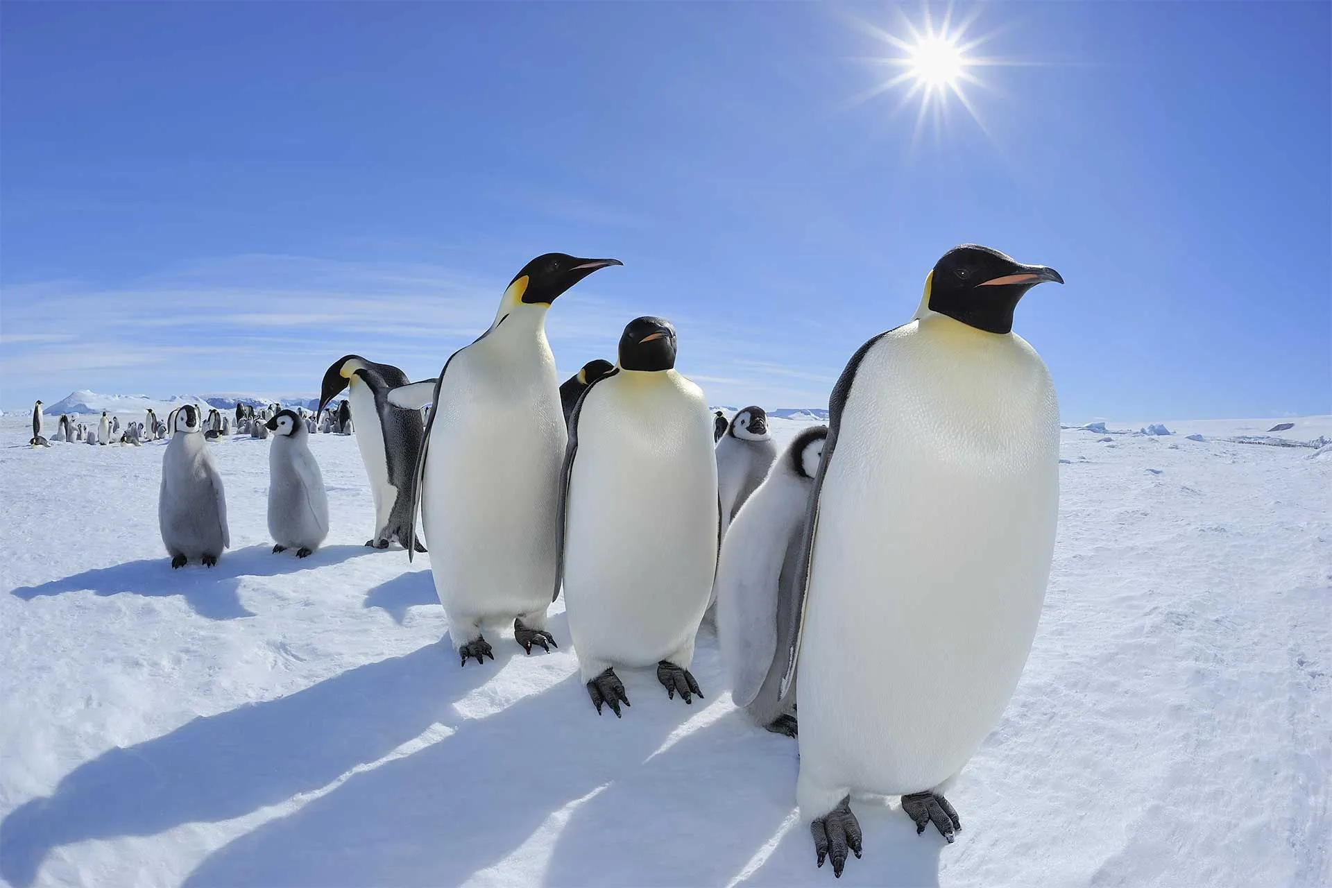 Penguin poop