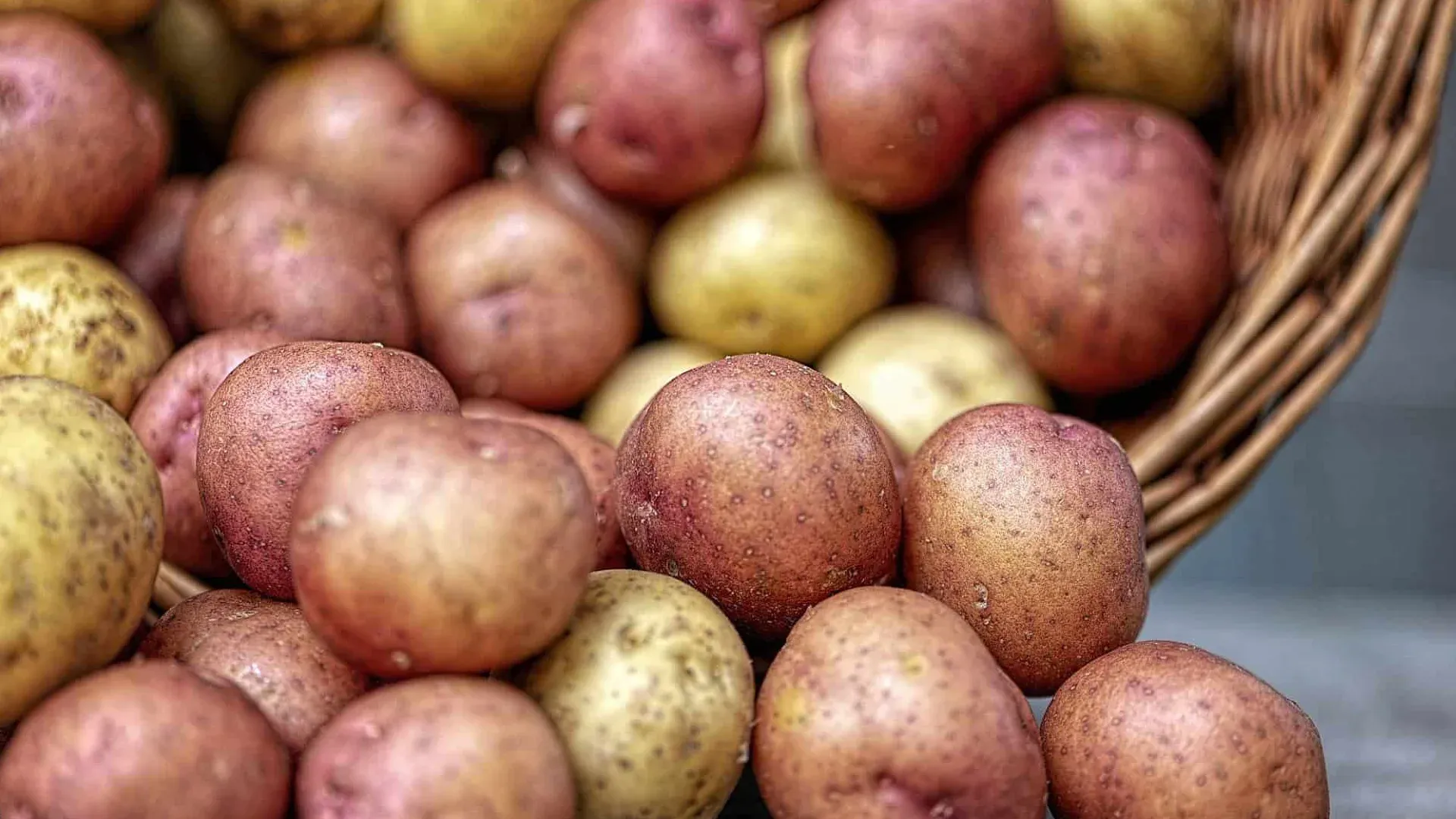 Potato 1