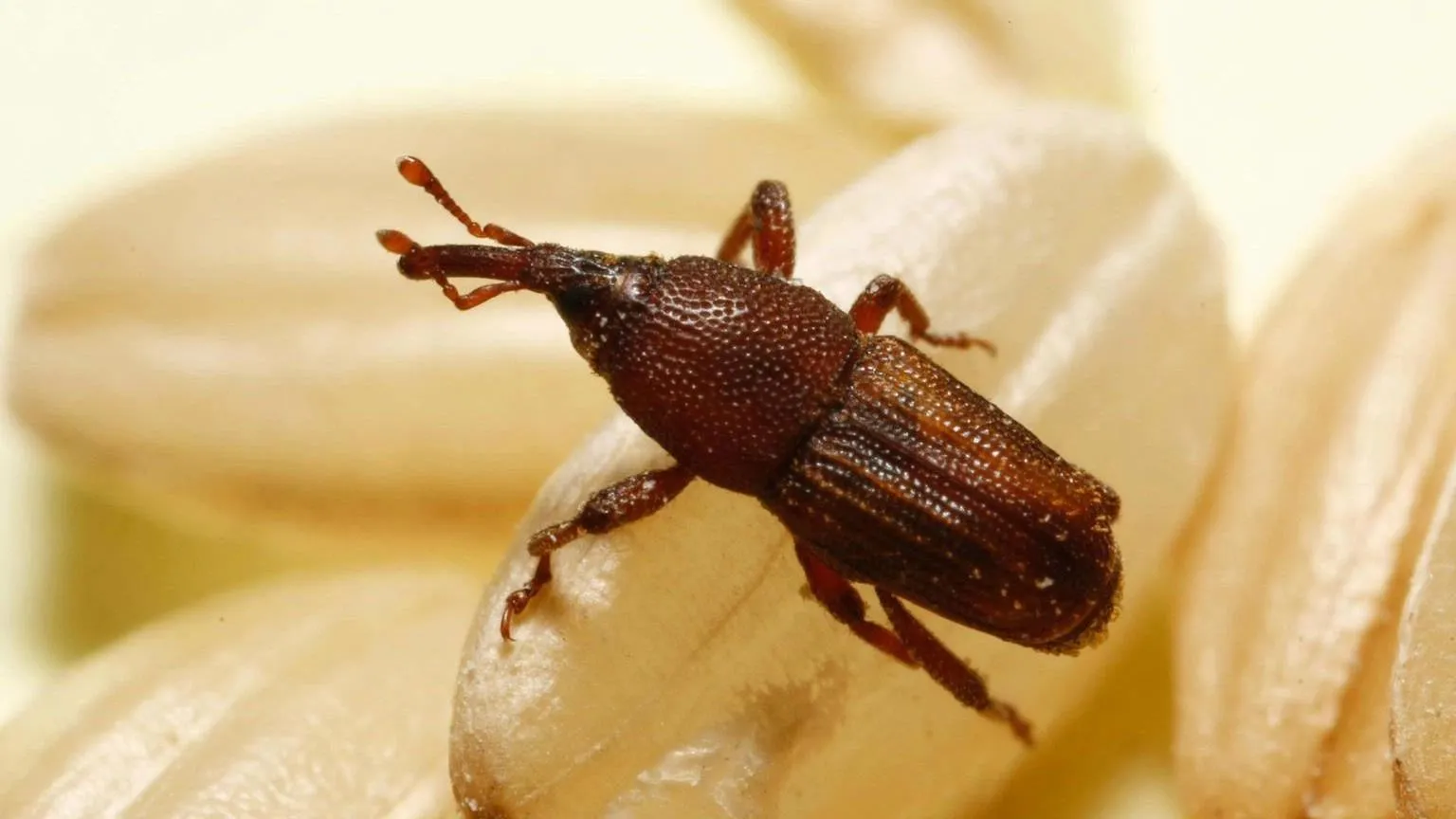 Rice beetle