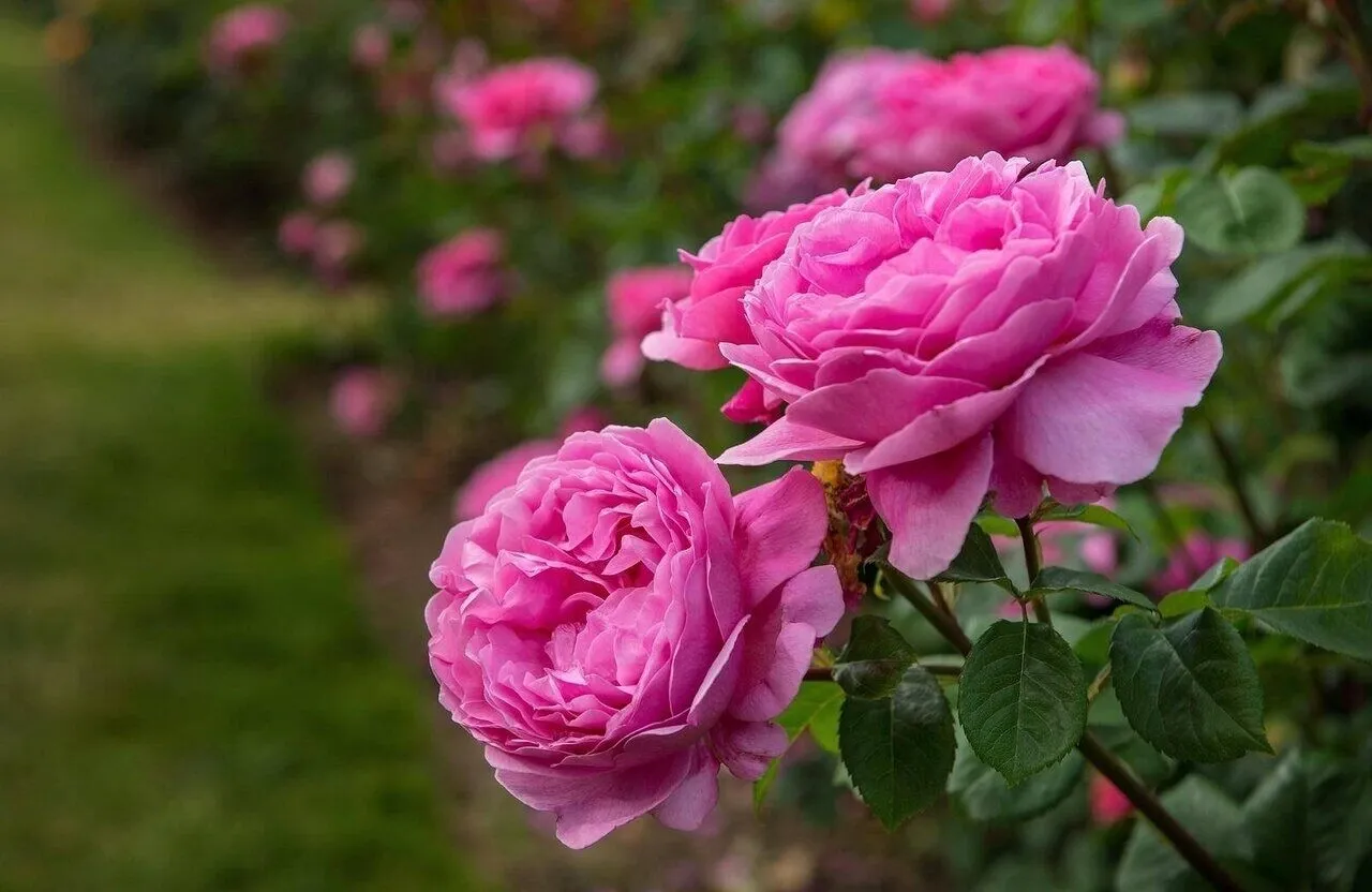 Rose of Mohammad