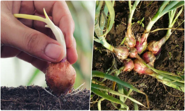 Shallot 1