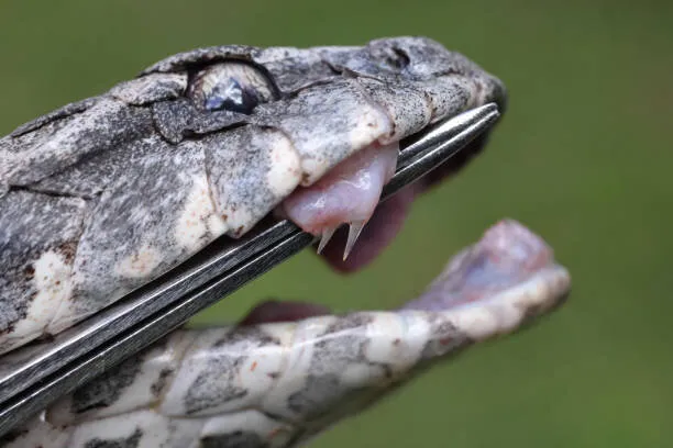 Snake
