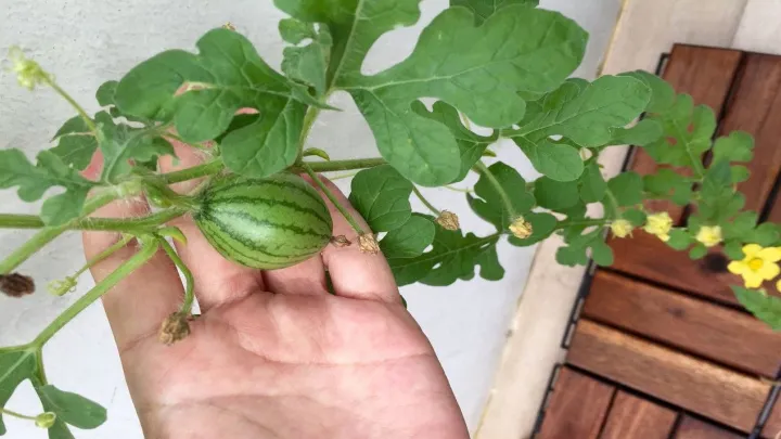 کاشت هندوانه در گلدان