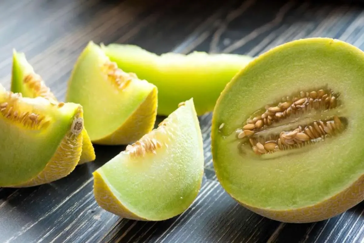 آموزش کاشت و پرورش ملون در گلدان1