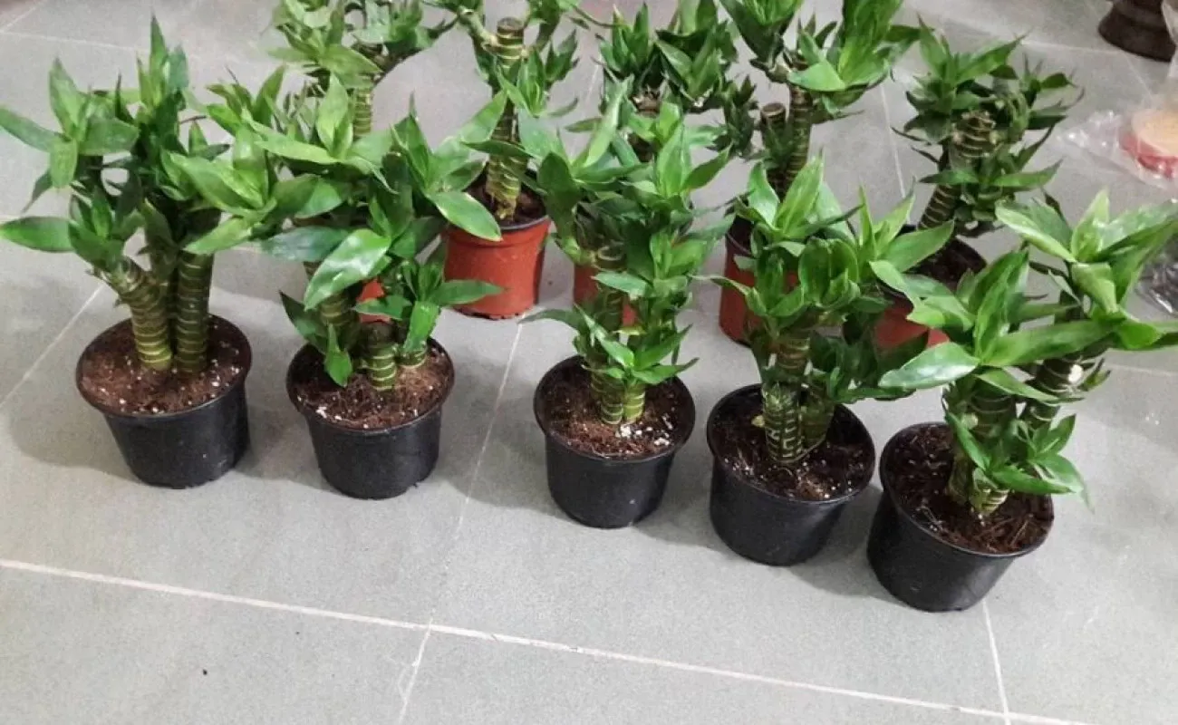 روش نگهداری بامبو لوتوس در منزل 2 امبو