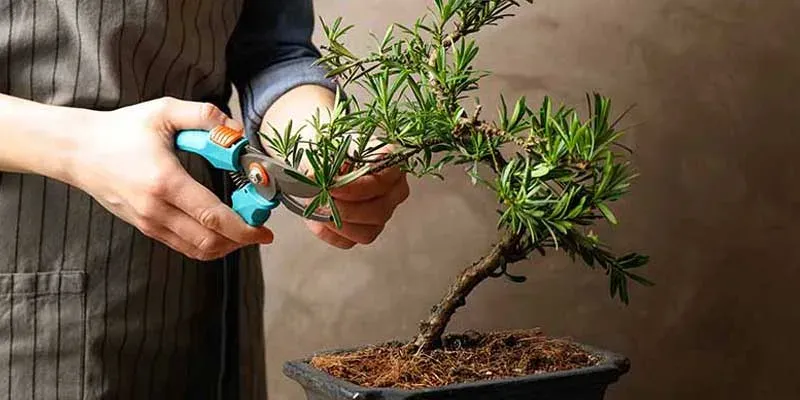بنسایی0