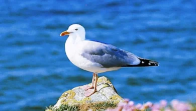 ترفند باورنکردنی مرغ‌های دریایی ترکیه برای دریافت غذا فیلم