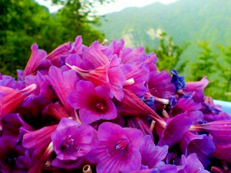 خواص شگفت انگیز گل گاوزبان برای پوست و مو