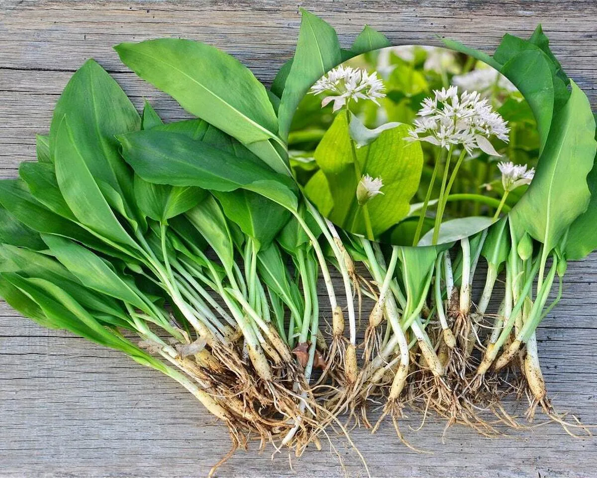خواص والک سیر کوهی؛ گیاه بهاری با فواید شگفت‌انگیز