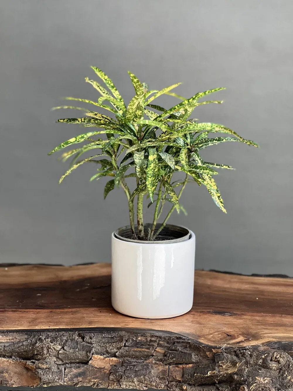 درختچه زینتی