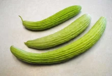 خیار چنبر