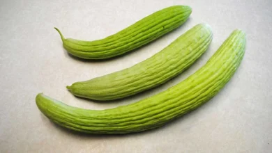 خیار