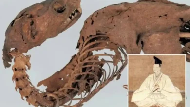 ناوچه ارطغرل