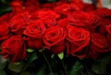 شب یلدا