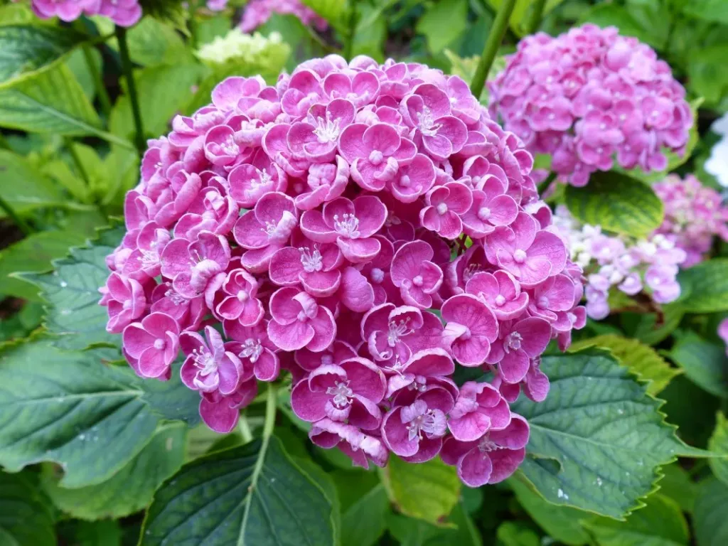 گل ادریسی