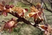 سیاره‌ها