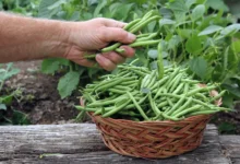 فریز کردن لوبیا سبز