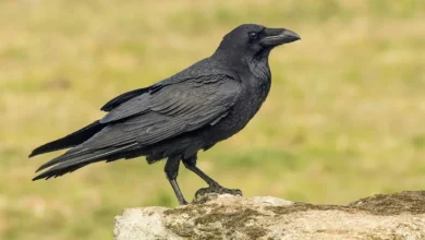 کلاغ