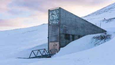 گاوصندوق روز قیامت چیست؟ 2 گاوصندوق روز قیامت چیست؟