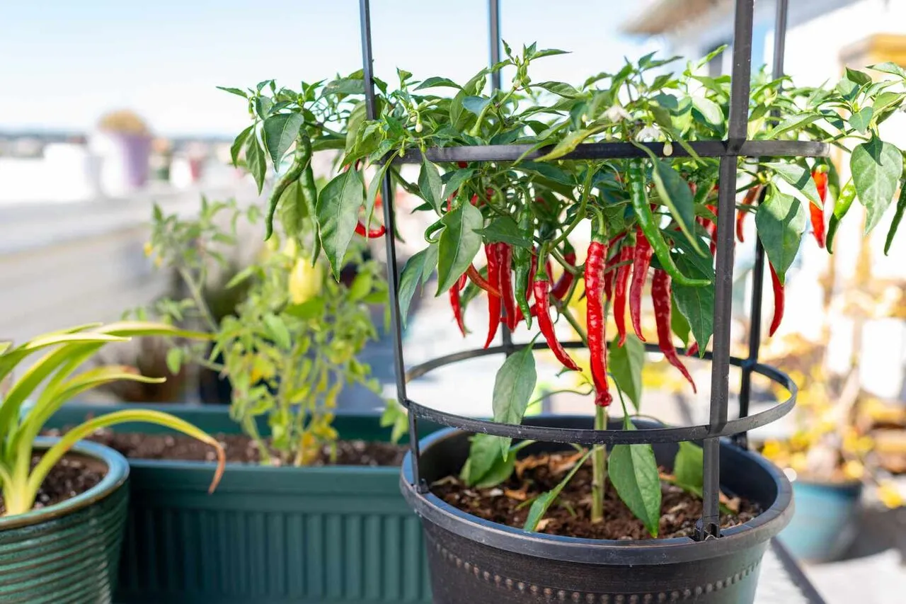 ۶ راهکار خانگی برای دفع مگس از خانه