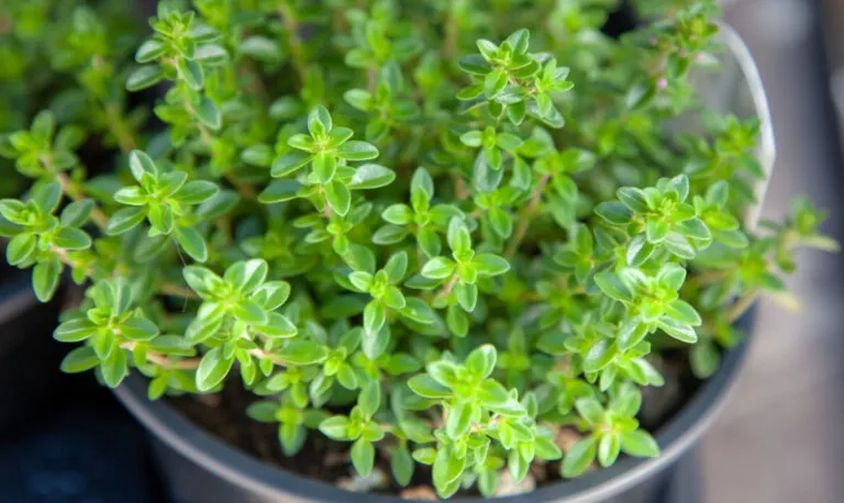 ۶ راهکار خانگی برای دفع مگس از خانه1