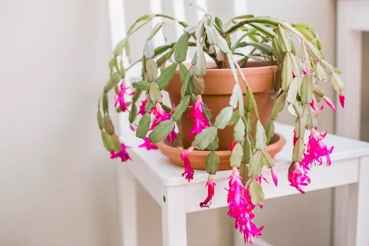 ۶ کاکتوس زیبا برای یک دکوراسیون شیک