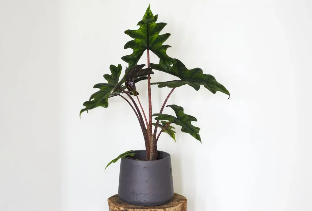 الوکازیا ژاکلین