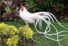 خروس نماد فرانسه