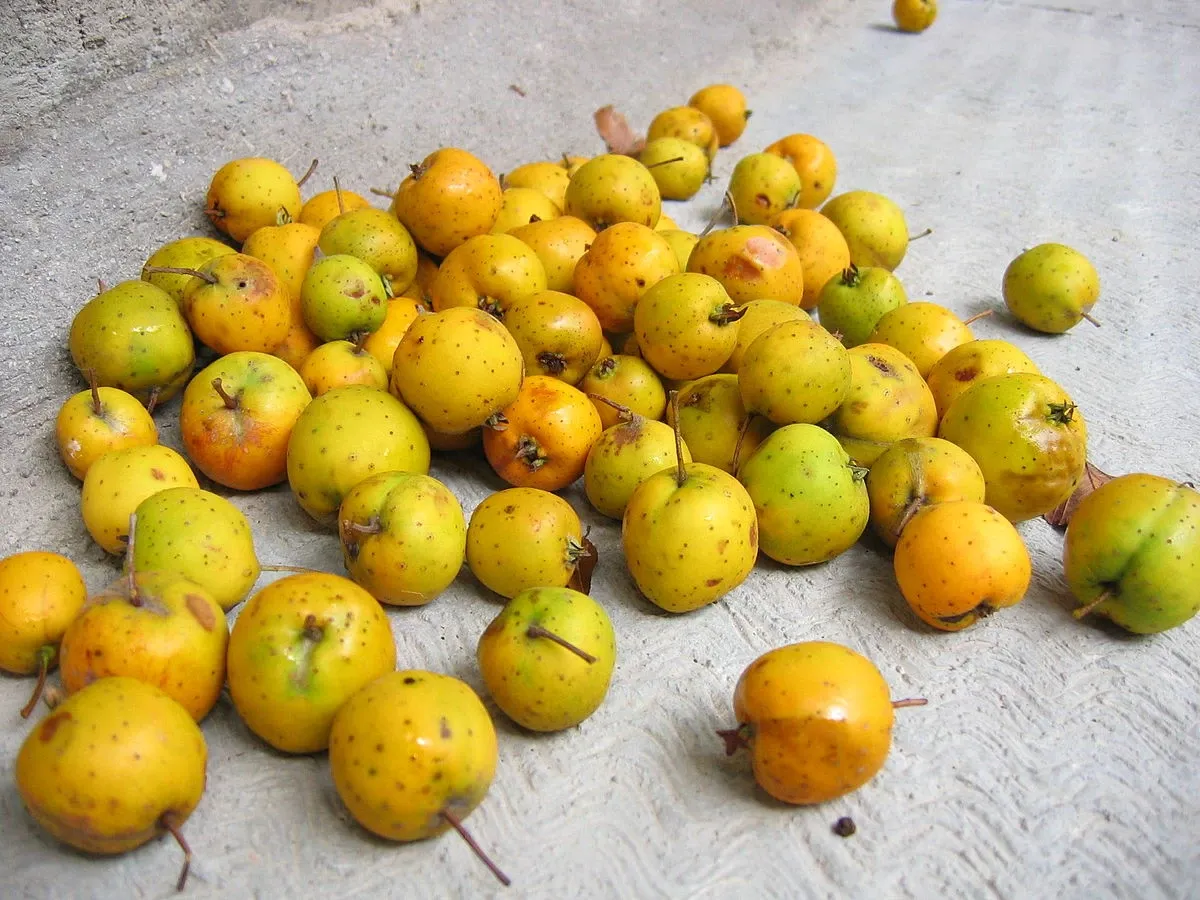 خشک کردن زالزالک