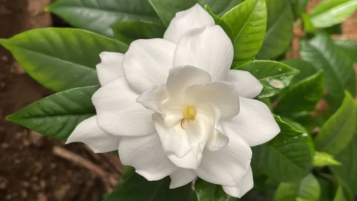 گیاه گاردنیا