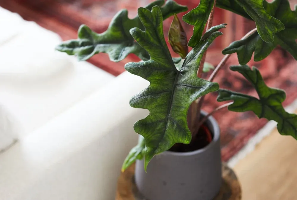 الوکازیا ژاکلین