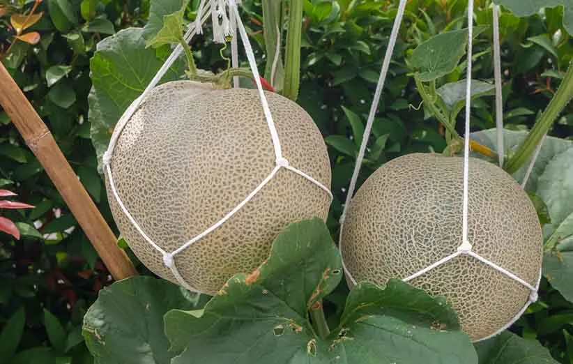کاشت طالبی در گلدان