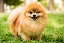 گوشی هوشمند مخصوص حیوانات خانگی