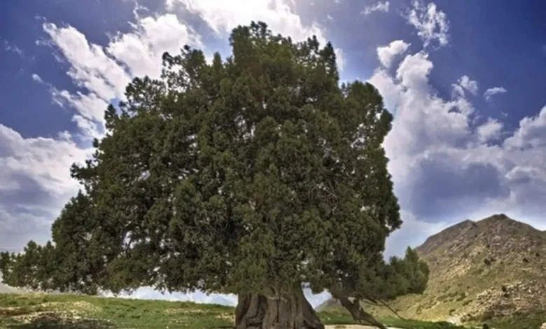 درخت
