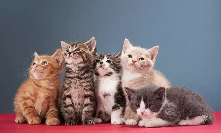 4 325