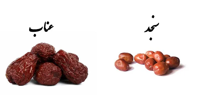 سنجد