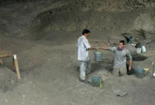 آووکادو برای جلوگیری از فاسد شدن غذا