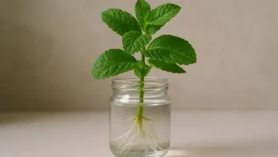 سبزی