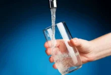 بهترین کود برای رشد و شادابی سانسوریا