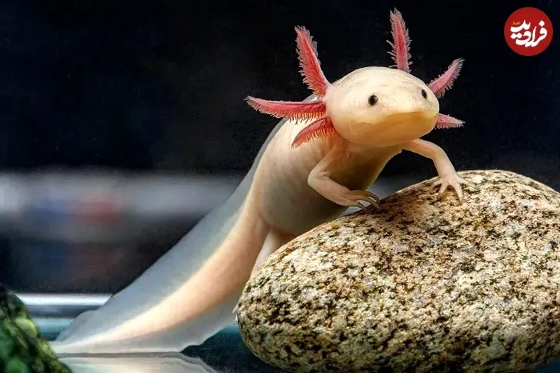 7 132